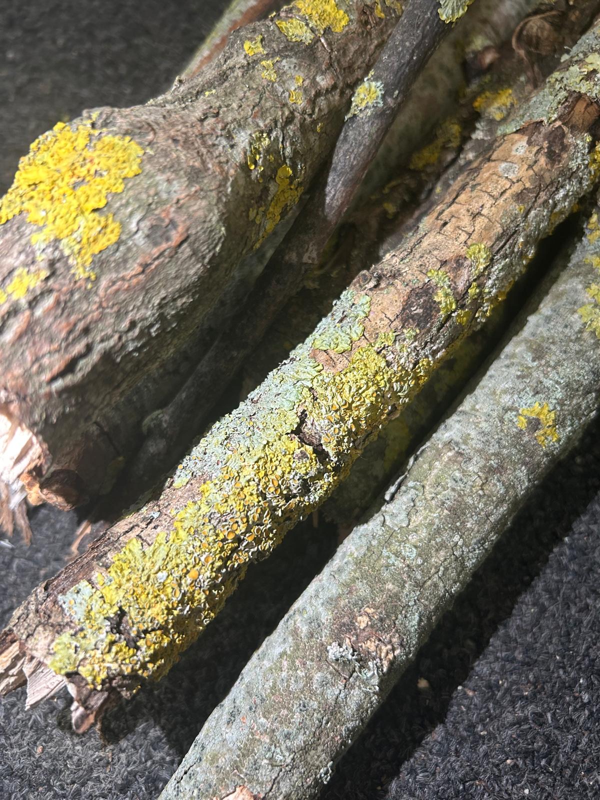 Lichen Sticks