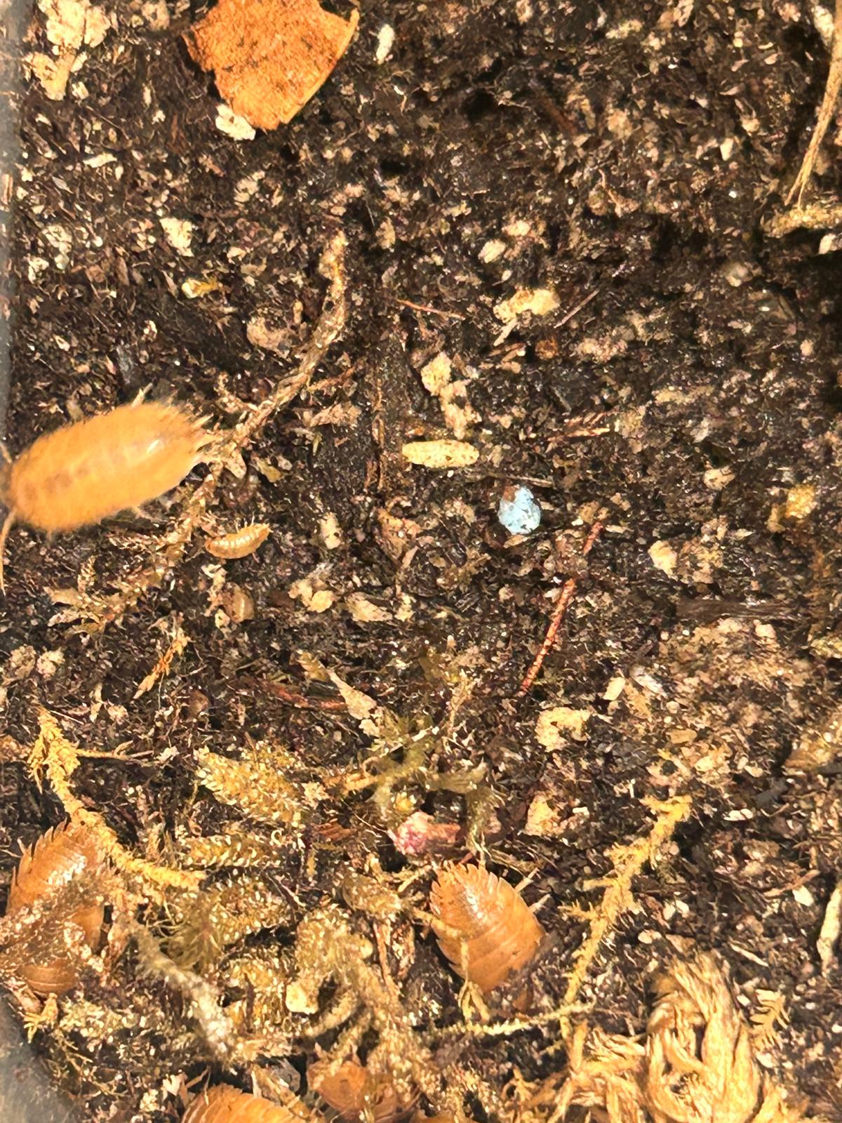 Giant Orange Isopods (Porcellio Laevis) for sale UK