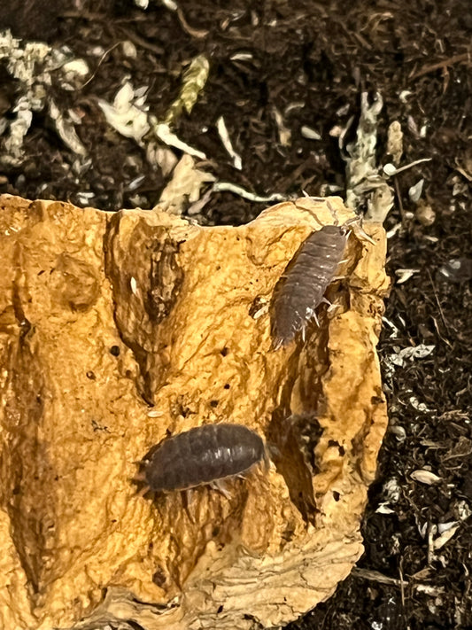 Tropical Grey Isopods (Porcellionides Pruinosus) for sale UK