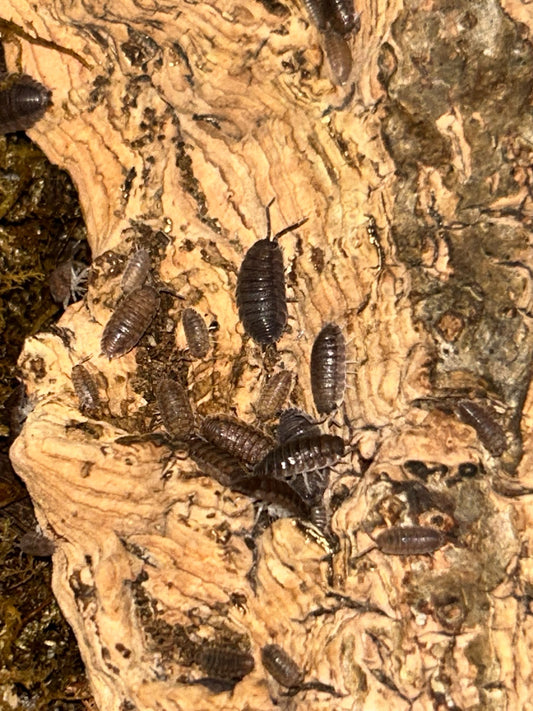 Porcellio scaber "Grey" Isopods