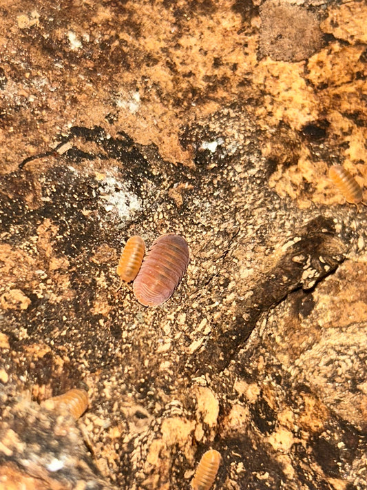 Cubaris sp. "Citrus Panda (King)"