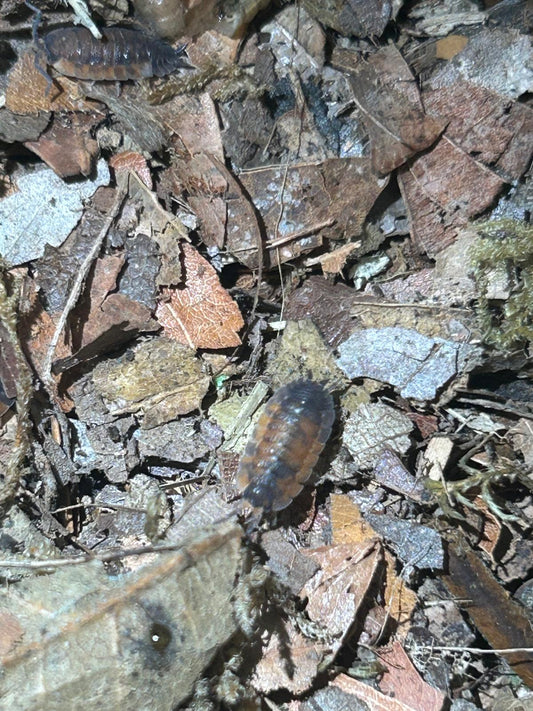 Lava Isopods (Porcellio Scaber) for sale UK