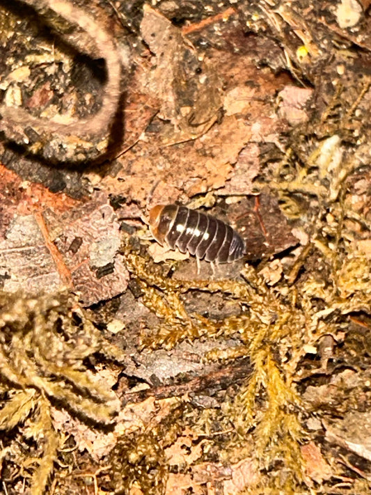 Armadilldium flavoscatum "Red Head" Isopods