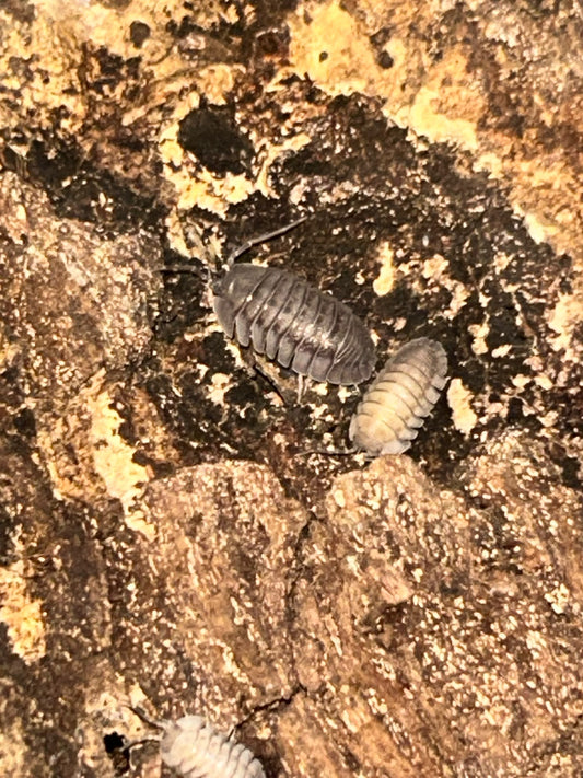 Armadillidium pallasii Isopods