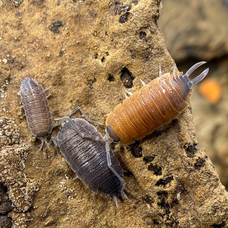 PORCELLIO SILVESTRI