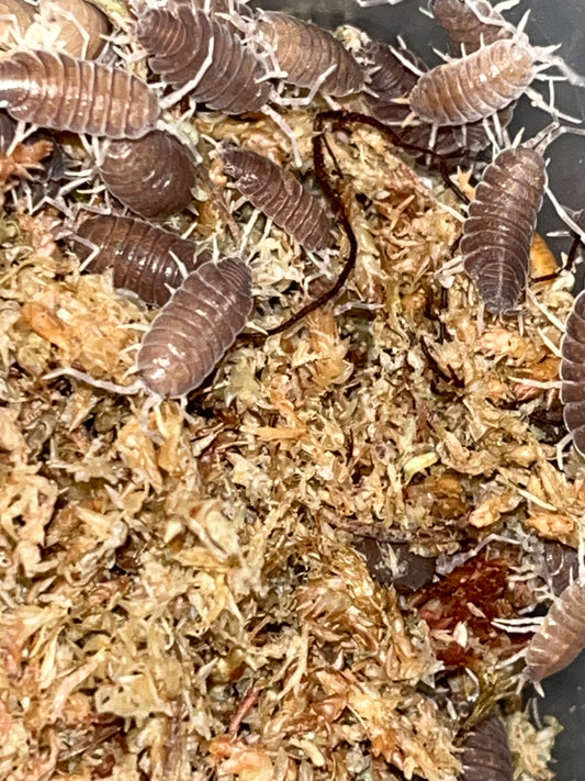 Tropical Grey Isopods (Porcellionides Pruinosus) for sale UK