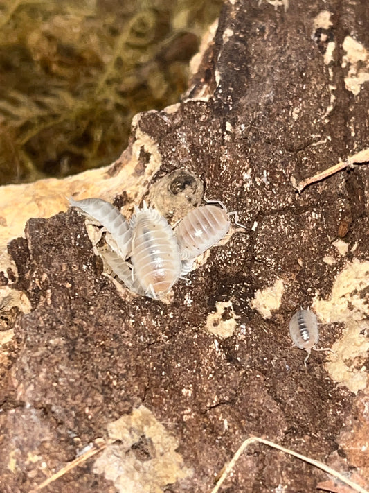 Snow White Isopods (Porcellio Laevis) for sale UK