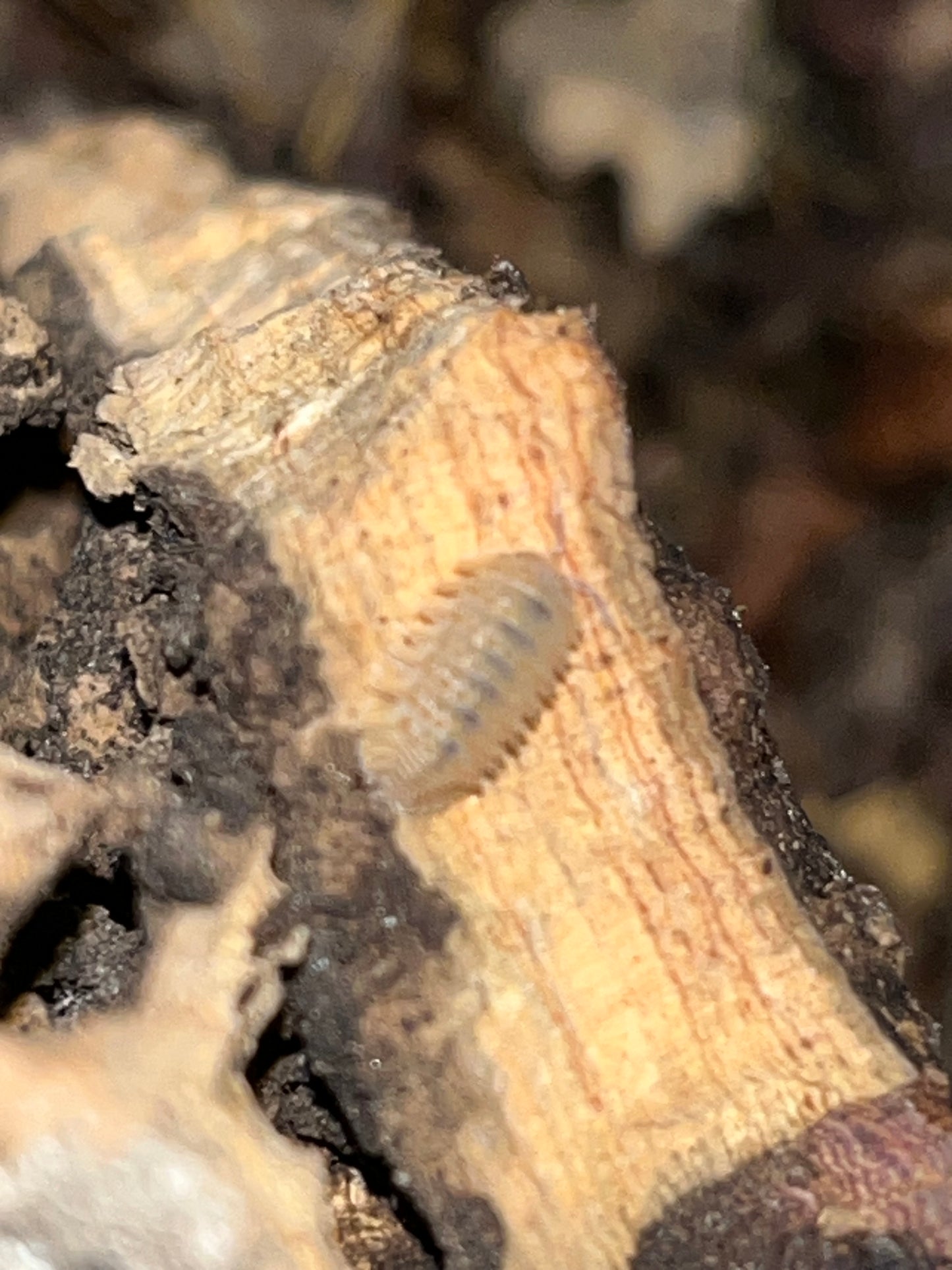 Crystal Pineapple Isopods (Crystarmadillidium muricatum)
