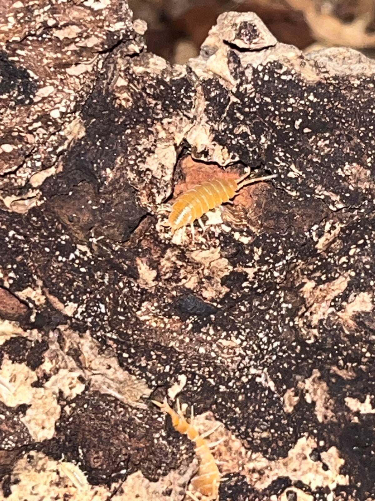 Porcellionides pruinosis "Powder Orange"