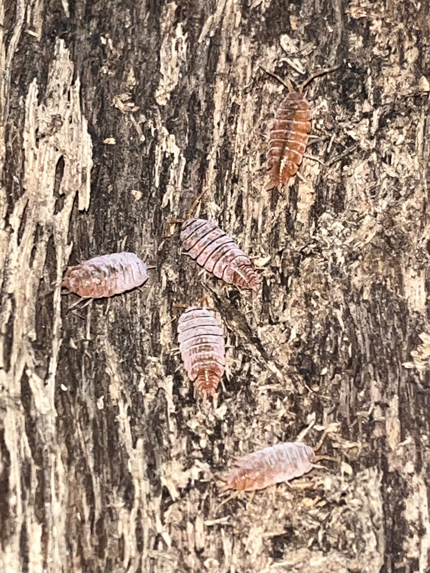 Porcellionides pruinosis "Havana"