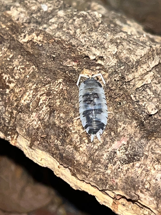 Porcellio scaber "Moo Cow"