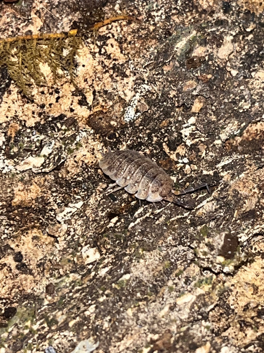 Porcellio scaber "Arenaria"