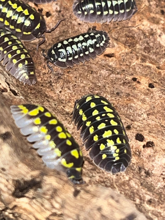 Armadillidium gestroi "Mixed Morph"