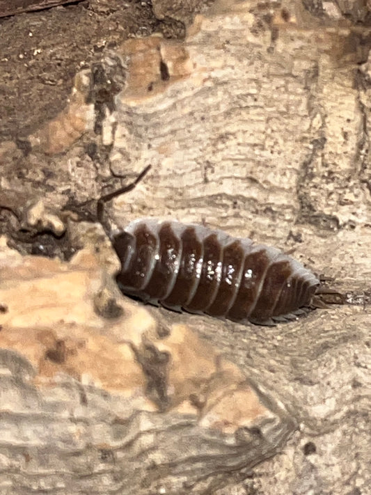 Porcellio hoffmansegi Isopods