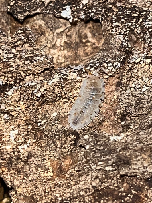 Porcellio scaber "Orange Dalmation"