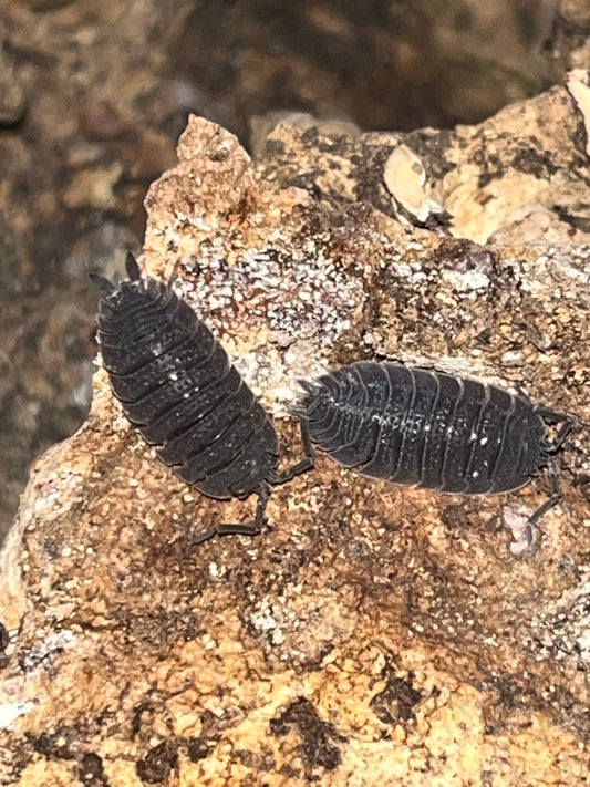 Porcellio echinatus Isopods