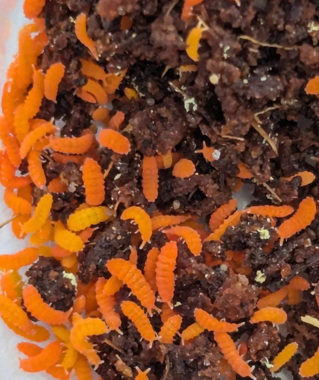 Orange Springtails ((Yuukianura aphoruroides) for sale UK
