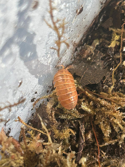 Is room temperature in a UK house warm enough for tropical isopod species?
