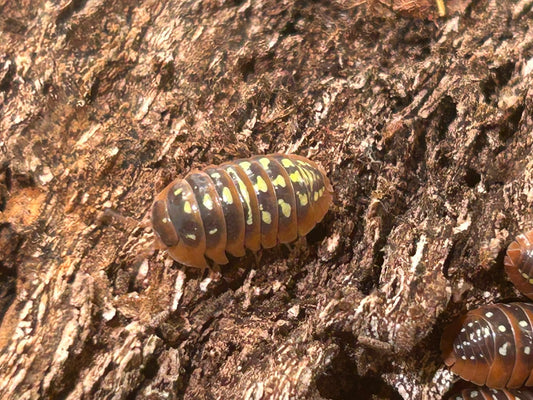 Why Did My Entire Starter Culture of 10 Isopods Completely Disappear into the Soil?
