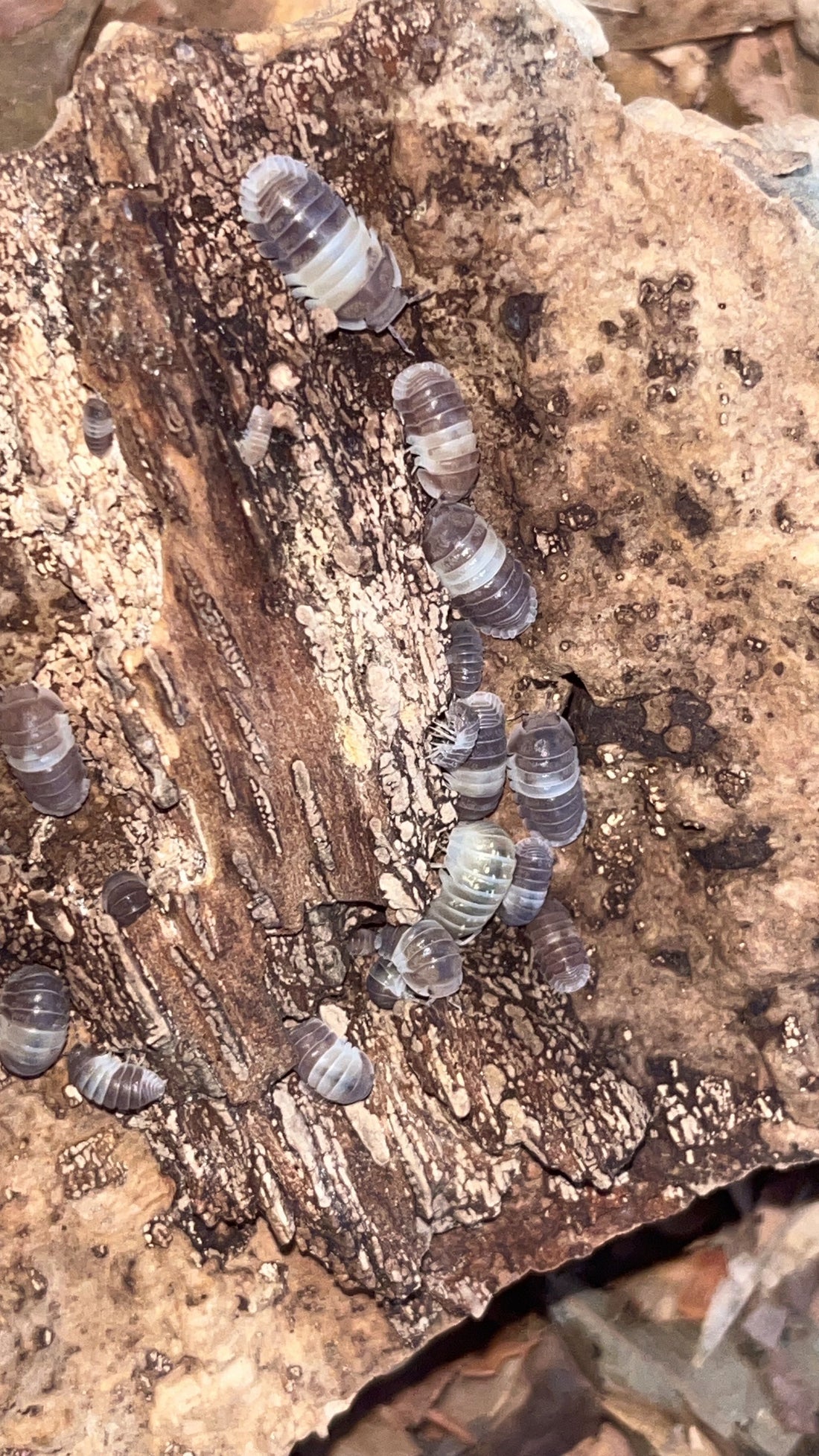 Do I need to quarantine a new batch of captive bred isopods before putting them in my main room?