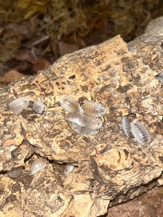 Why are my brand new isopods clustering under one piece of wood an d ignoring the rest of the bin?