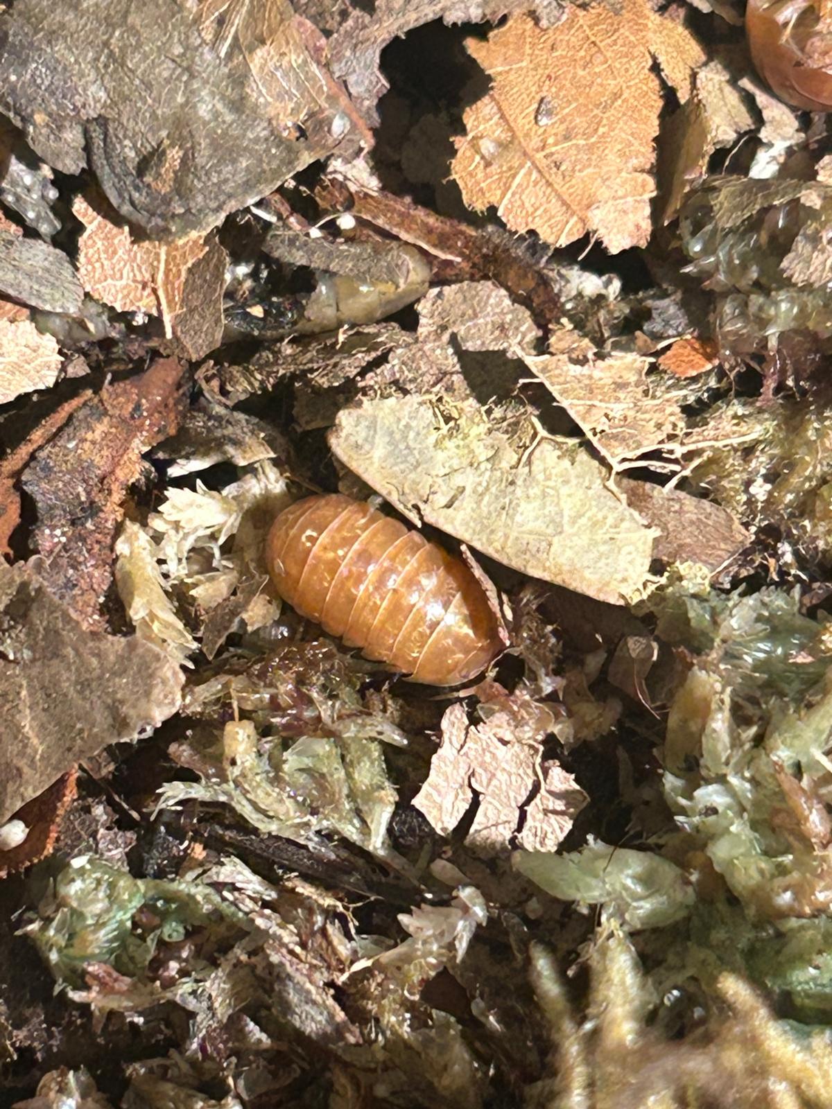 Orange Vigor Isopods (Armadilldium Vulgare) for sale UK
