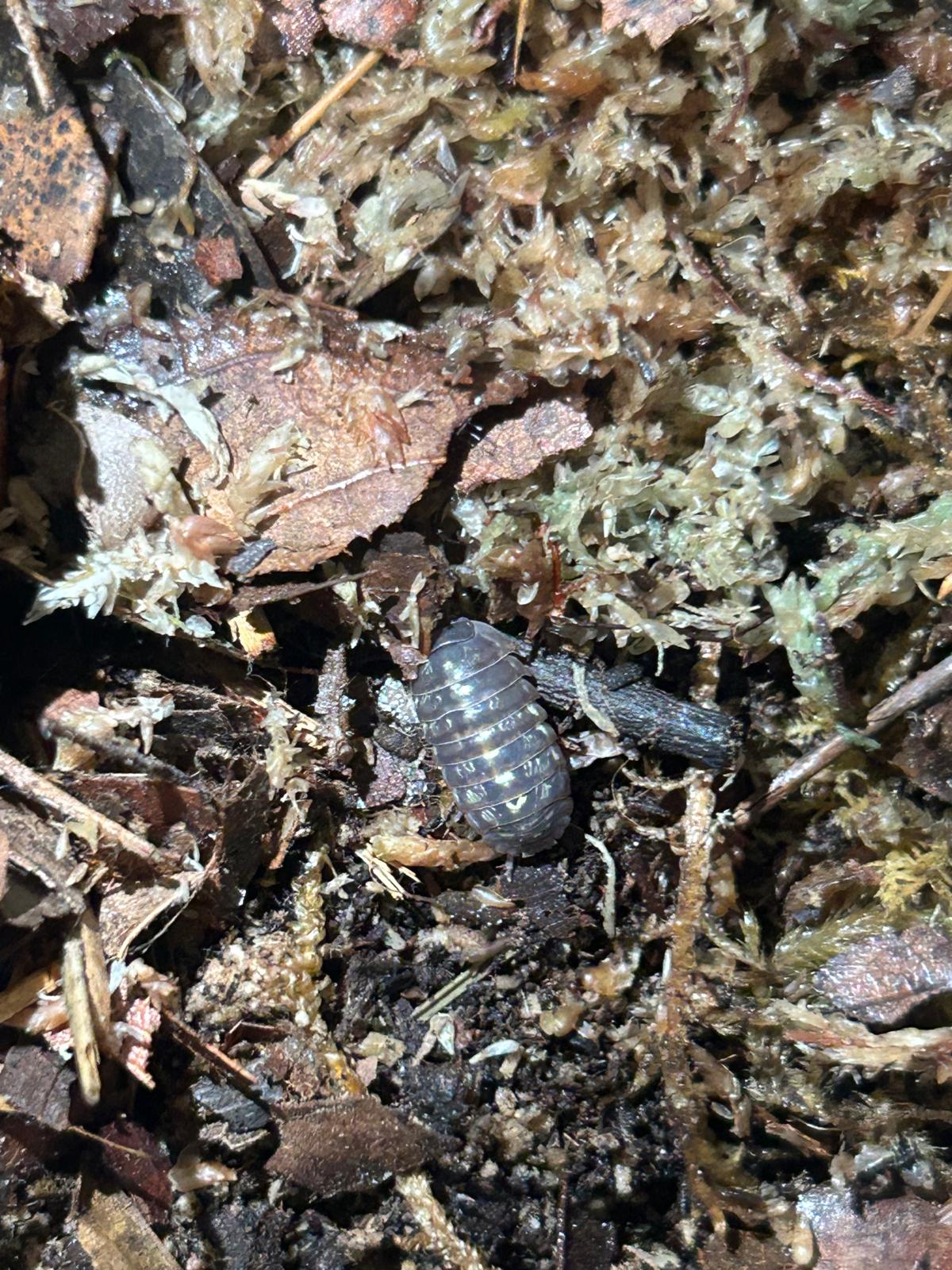 Germany Isopods (Armadillidium Vulgare) for sale UK