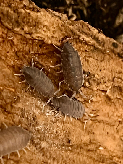 Tropical Grey Isopods (Porcellionides Pruinosus) for sale UK