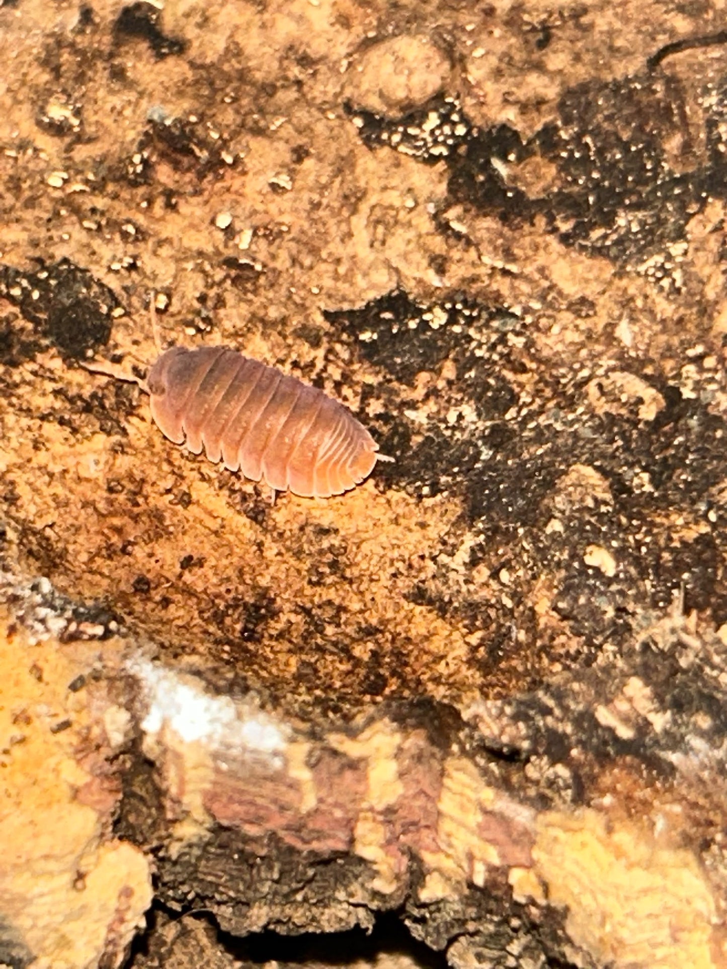 Cubaris sp. "Citrus Panda (King)"