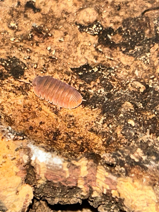Cubaris sp. "Citrus Panda (King)"
