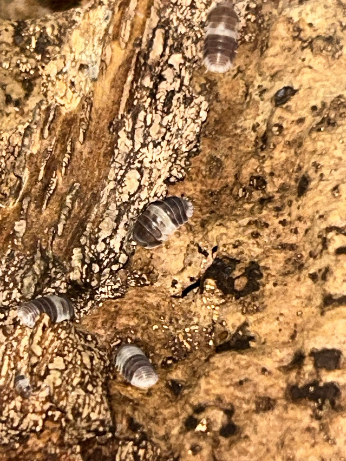 Cubaris Sp. "Panda King"