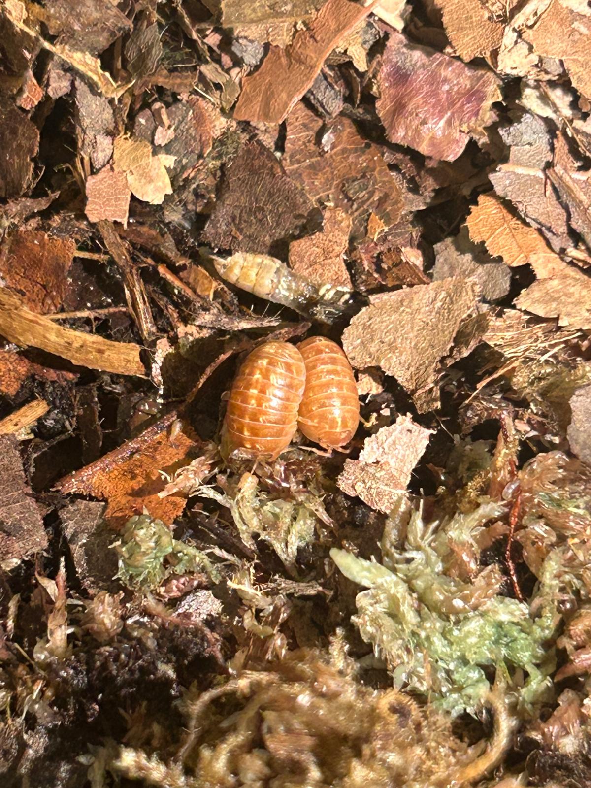 Orange Vigor Isopods (Armadilldium Vulgare) for sale UK