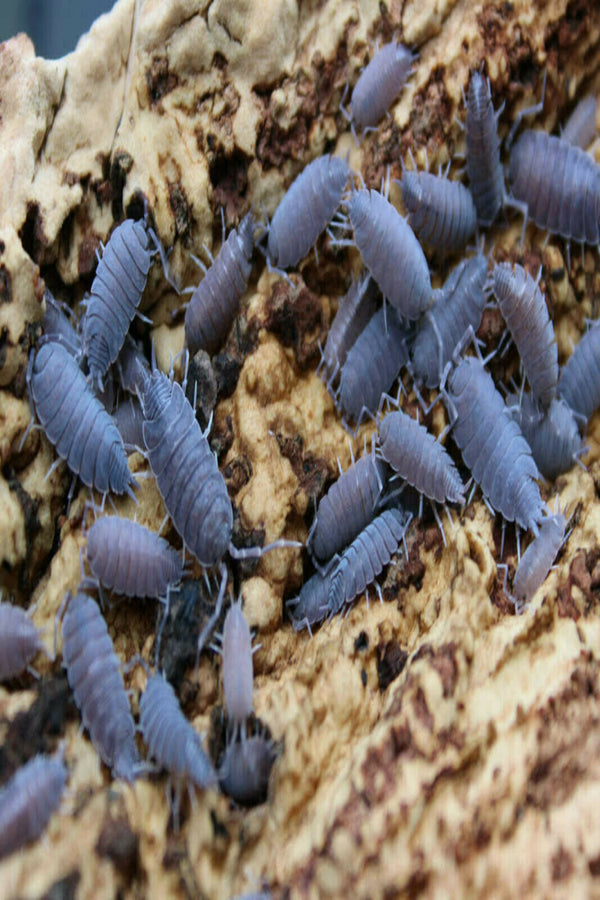 Powder Blue Isopods for sale UK