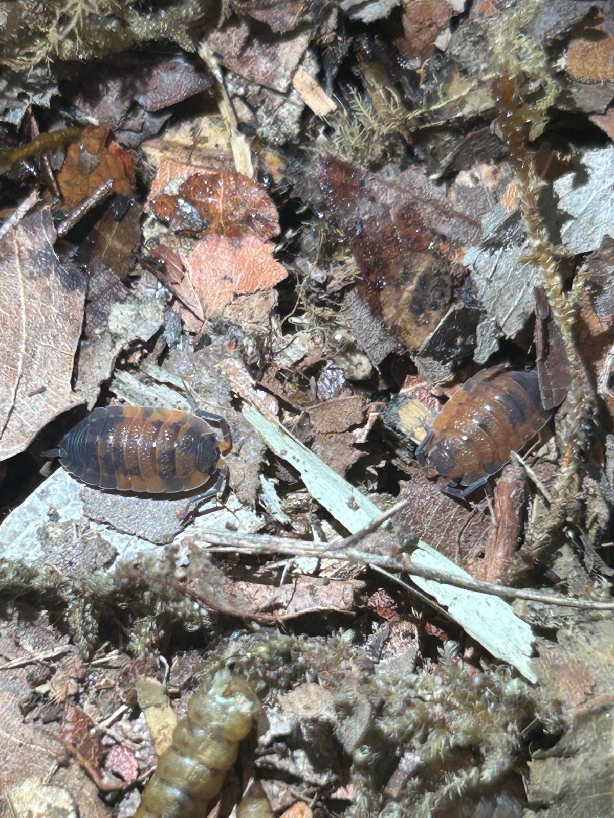 Lava Isopods (Porcellio Scaber) for sale UK