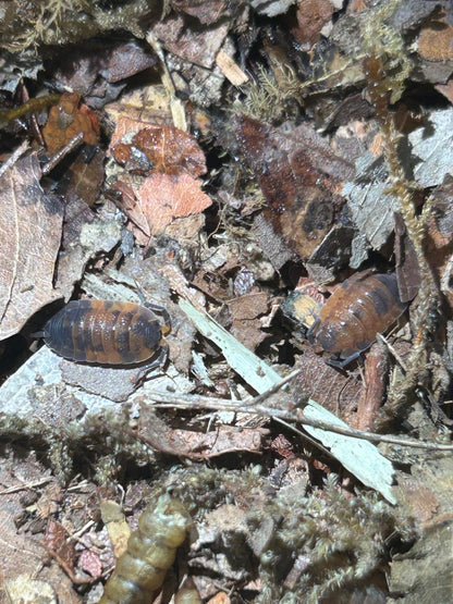 Lava Isopods (Porcellio Scaber) for sale UK