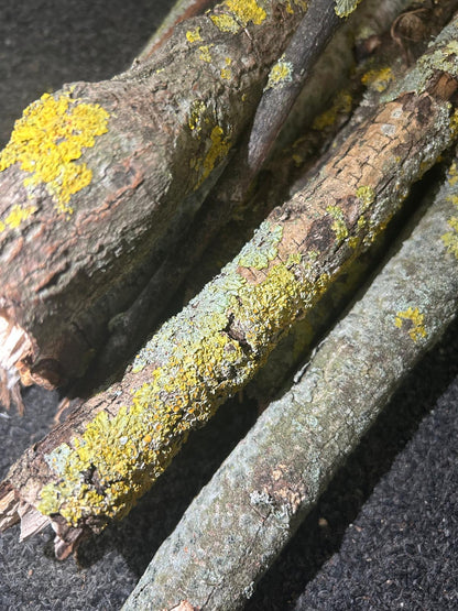 Lichen Sticks