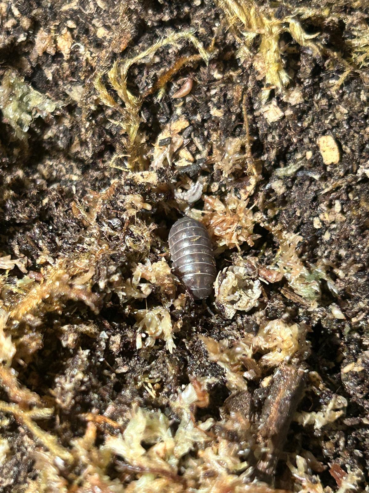 Germany Isopods (Armadillidium Vulgare) for sale UK