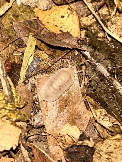 Cubaris sp. "White Panda"