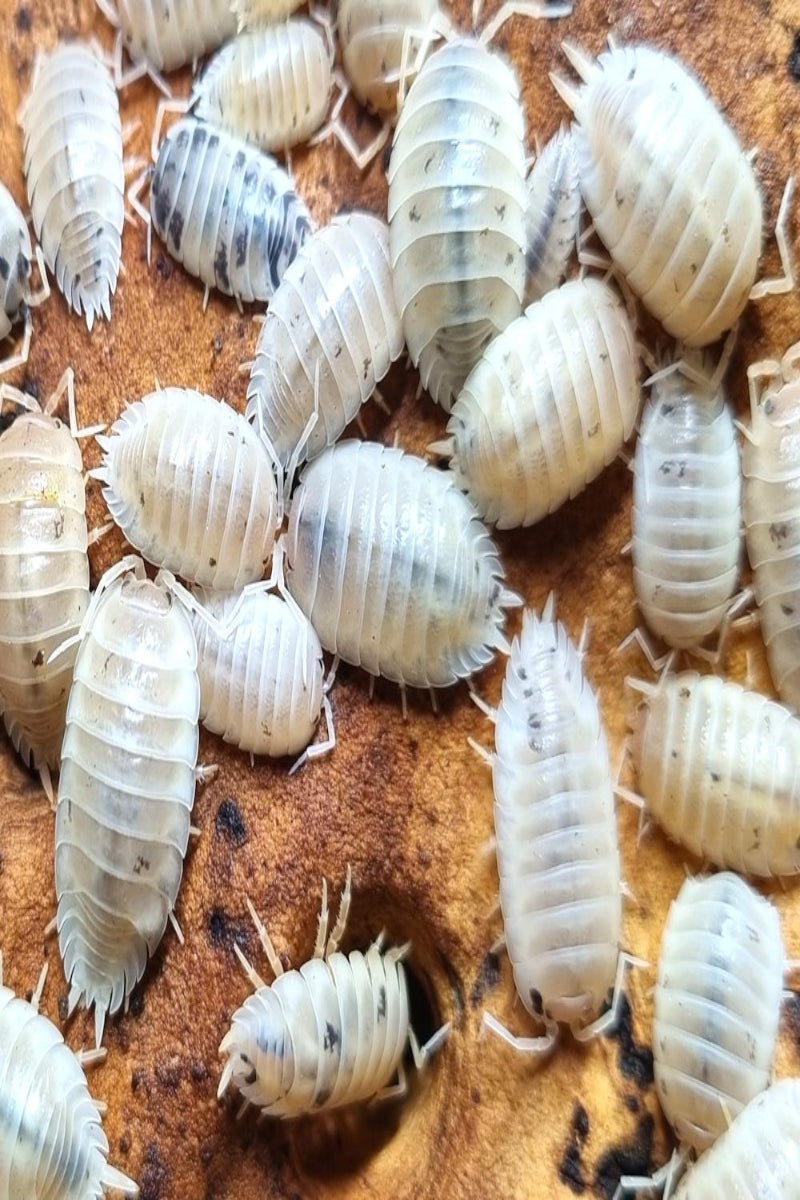 SNOW WHITE ISOPODS (PORCELLIO LAEVIS)