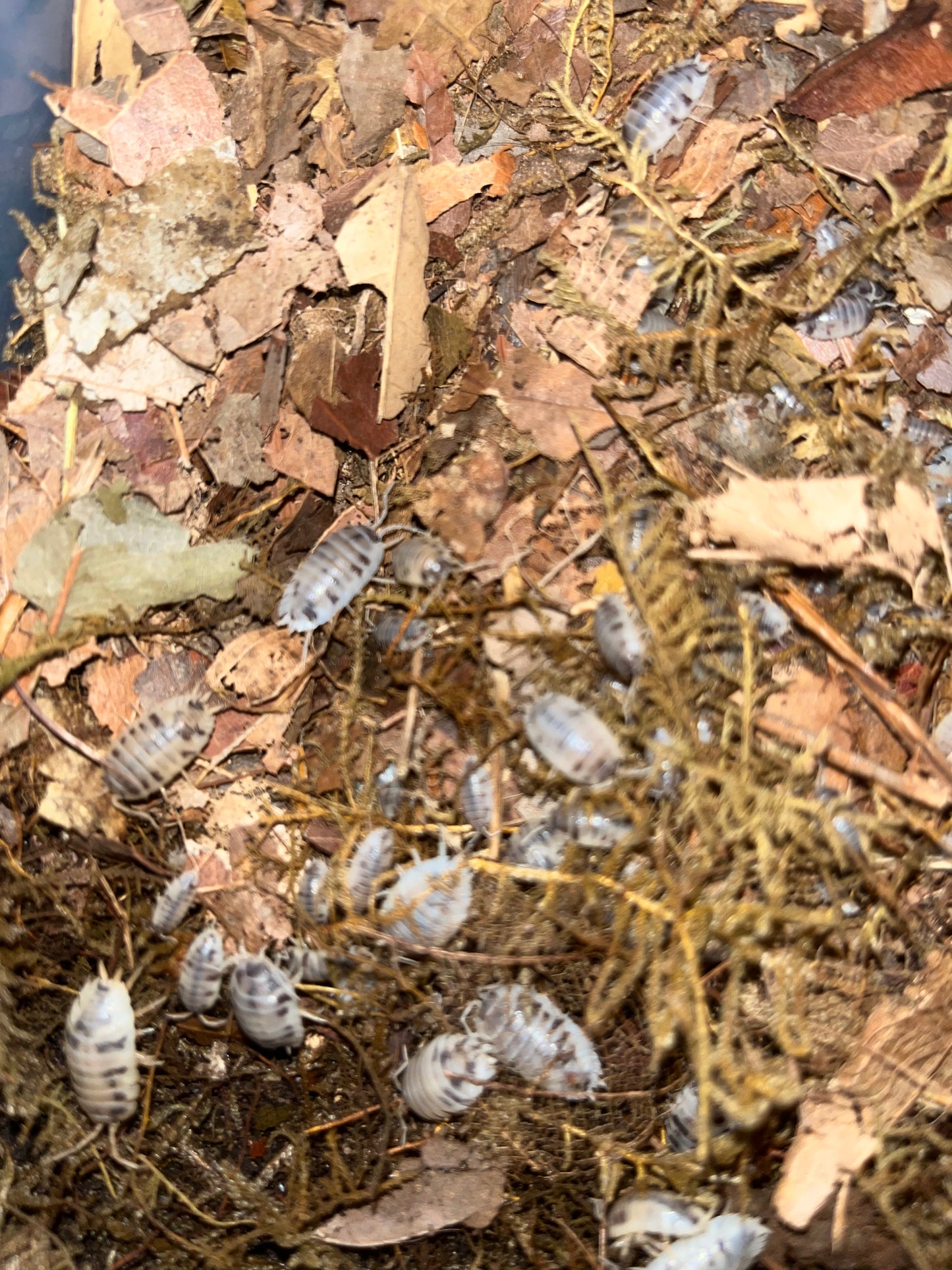 Dairy Cow Isopods (Porcellio Laevis) for sale UK