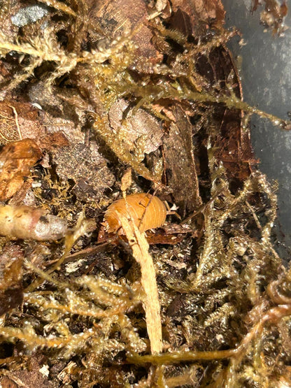 Giant Orange Isopods (Porcellio Laevis) for sale UK