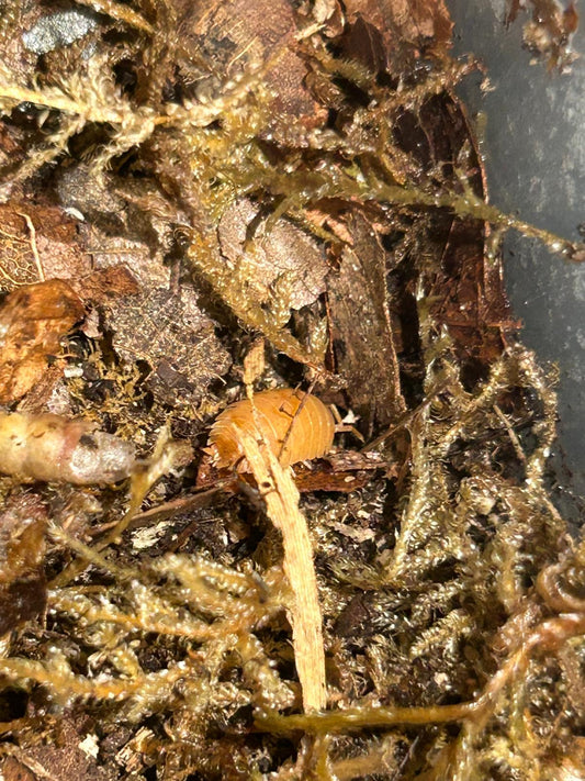 Giant Orange Isopods (Porcellio Laevis) for sale UK