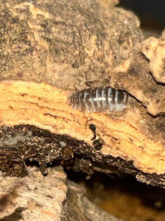 Armadillidium maculatum "Chocolate Zebra"