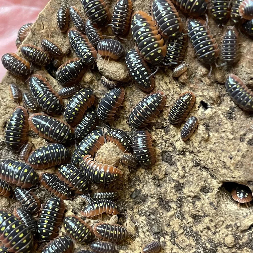 MONTENEGRO CLOWN ISOPOD