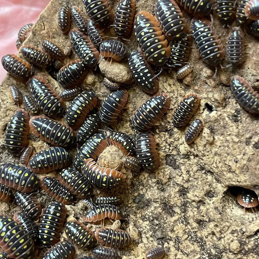 Montenegro Isopods (Armadillidium Vulgare) for sale UK