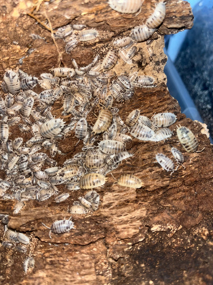 Dairy Cow Isopods (Porcellio Laevis) for sale UK