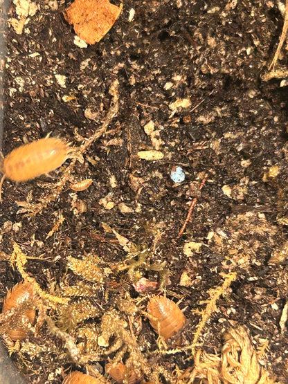 Giant Orange Isopods (Porcellio Laevis) for sale UK