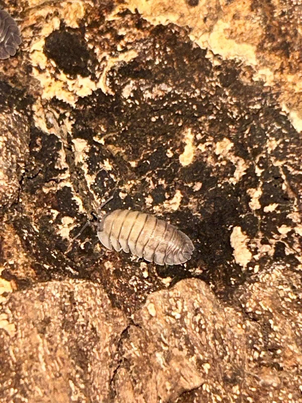 Armadillidium pallasii Isopods