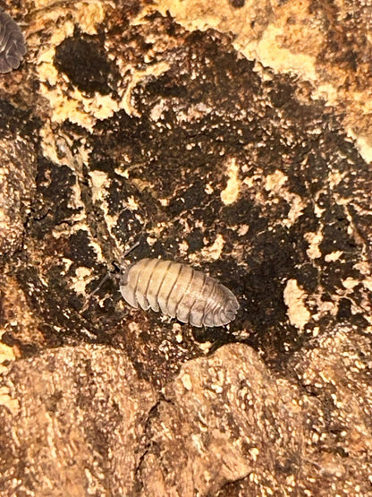 Armadillidium pallasii Isopods
