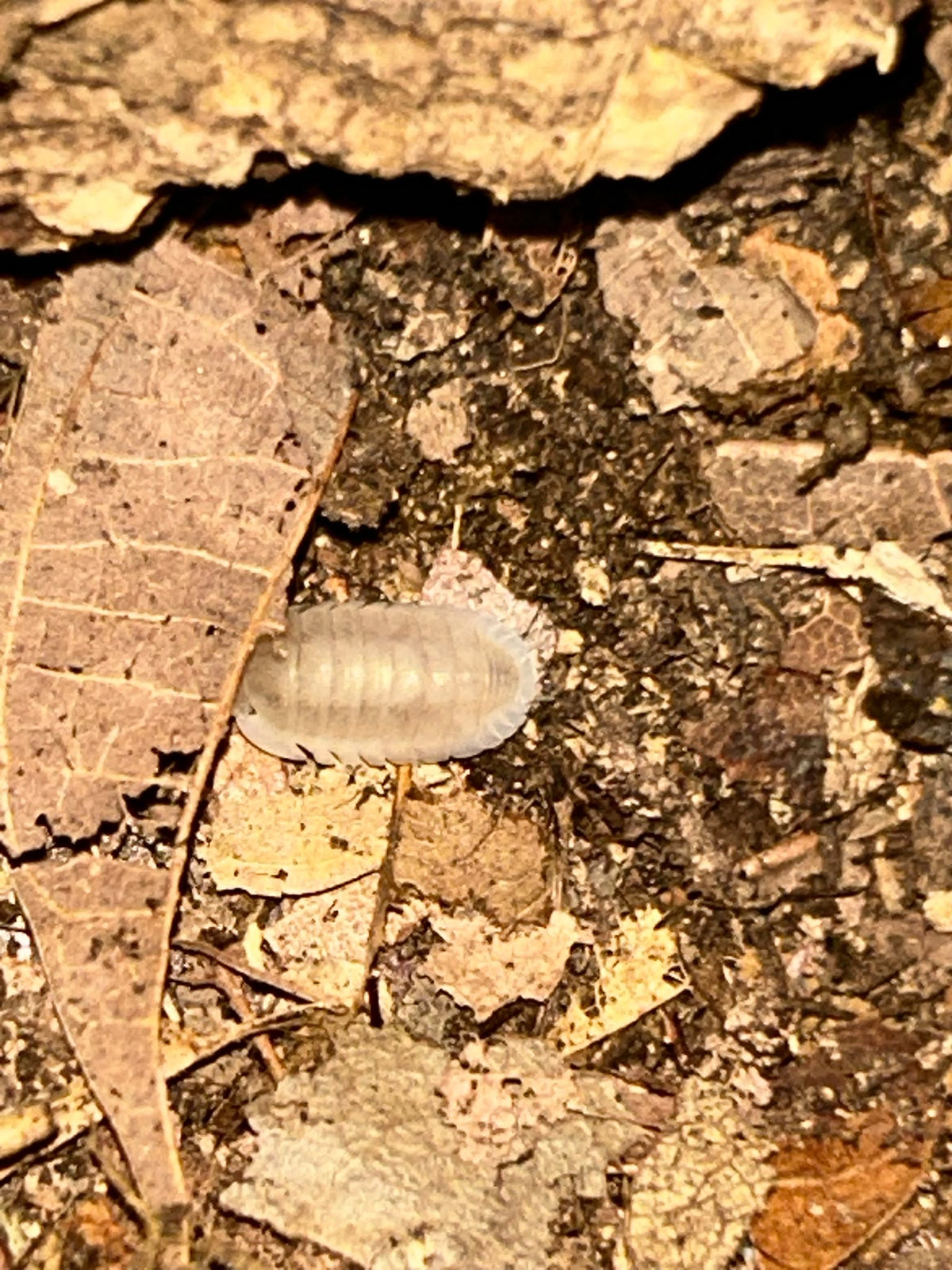 Cubaris sp. "White Panda"